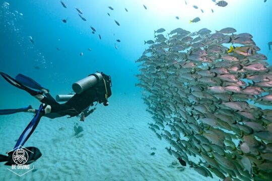 Local Dive in Playa del Carmen