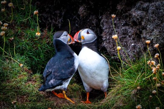 Puffin Tour