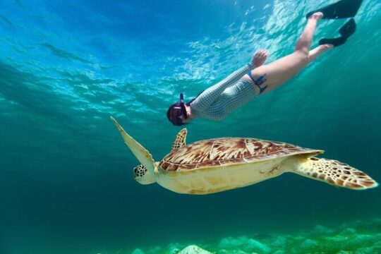 Half day snorkelling cenotes and turtles from Cancun and Riviera Maya
