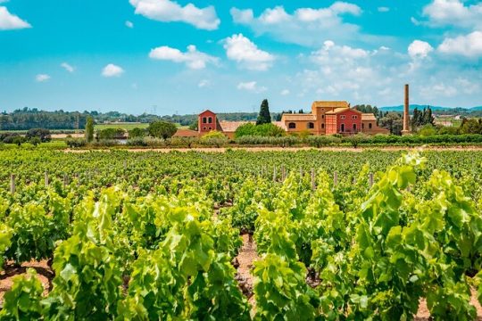 Half-Day Private Penedes Wine Tour Experience from Barcelona