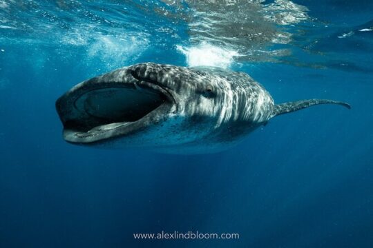 Whale Shark Snorkeling Adventure with Lunch