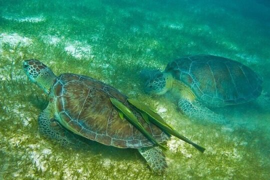 Cenote and Turtles Swim Tour! Coral Reef Adventure from Tulum