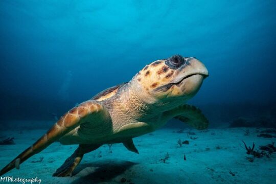 Cozumel Express 2-Tank Dives from Playa del Carmen/ Only for Certified Divers