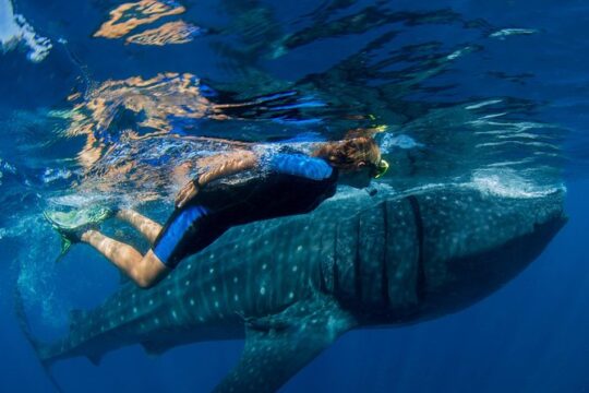 A Lifetime Experience: Whale Shark Snorkeling Tour