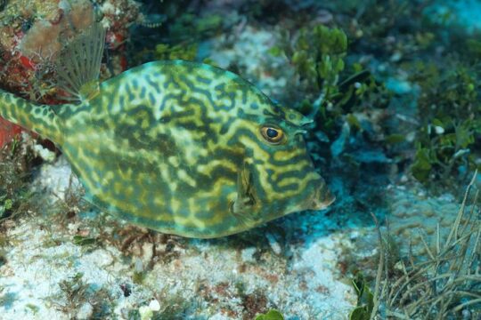 Cozumel diving