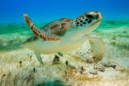 Turtle Swim & Tulum Ruins! Round Transportation from Playa del Carmen