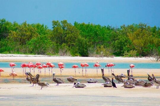 HOLBOX ISLAND TOUR from Riviera Maya and Cancun (Private)