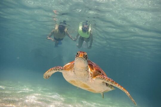 Snorkeling with Turtles and Cenote Tour from Riviera Maya