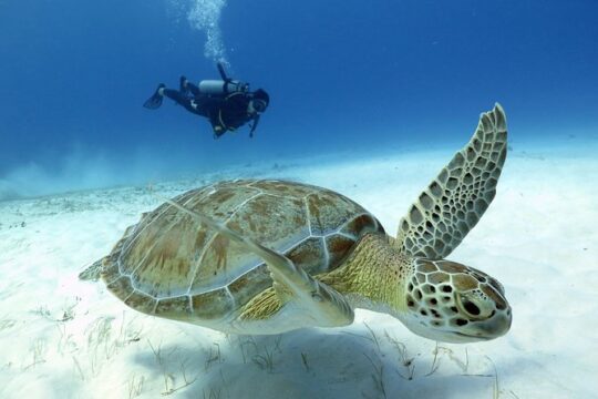 2-Tank Morning or Afternoon Dives in Playa del Carmen certified Divers Only