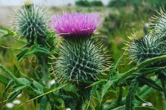 Braemar Balmoral Castle Driving Tour, Whisky the Highlands