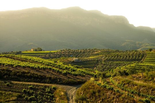 Full-Day Private Priorat Wine Tour Experience from Barcelona