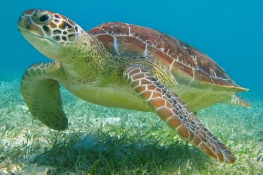 Private Snorkeling Tour with Turtles Tulum Temples and Cenote