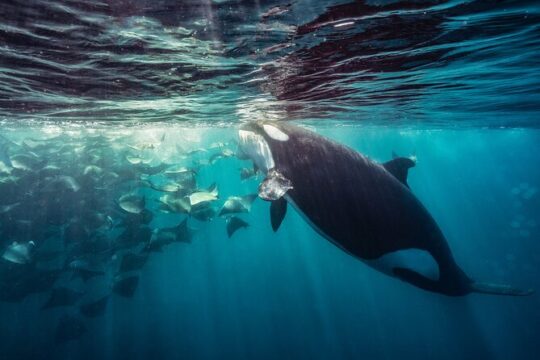 Ocean Safari in La Ventana: Mobula Rays, Dolphins, Orcas & Whales