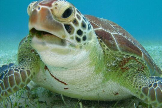 Private Snorkel with Turtle at Akumal