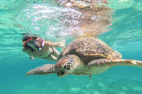 Full Day Tour to Tulum and Akumal with Swim with Turtles