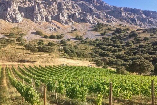 Antequera Classic Winery Tour