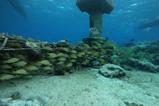 Snorkeling Experience Cozumel only from Playa del Carmen