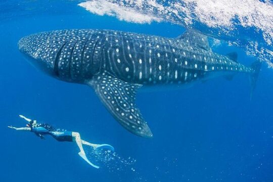 Whaleshark Snorkeling Adventure