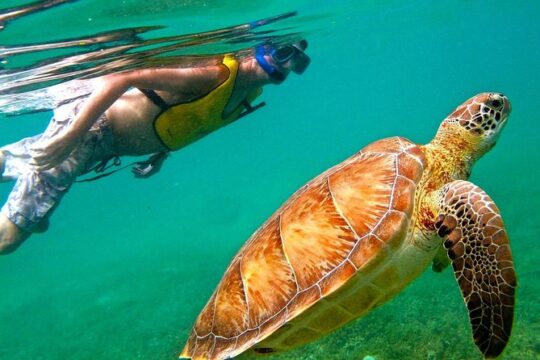 Tulum Ruins & Swimming with Turtles from Playa del Carmen