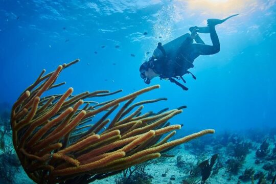 Reef diving in Playa del Carmen