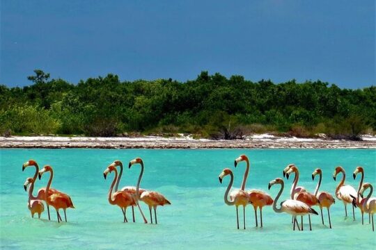 High-End Holbox Tour! Pasion Island & Cenote from Cancun