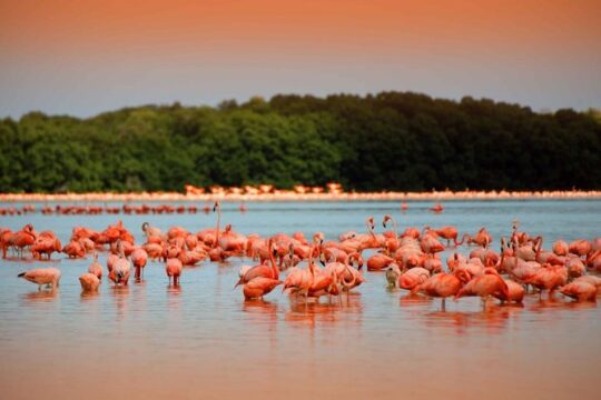 Pink Lagoon & Rio Lagartos Reserve from Playa del Carmen
