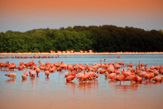 Rio Lagartos and Pink Lagoon from Playa del Carmen and Cancún