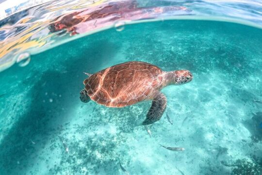 Half a day tour Turtles Encounter in Akumal and Beach free time