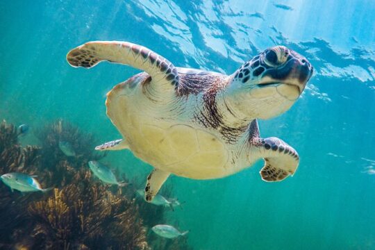 Tour to Tulum and cenote with swimming with turtles from Riviera Maya
