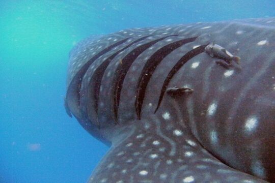 Adventure and Snorkel with the Whale Shark departing from Cancun