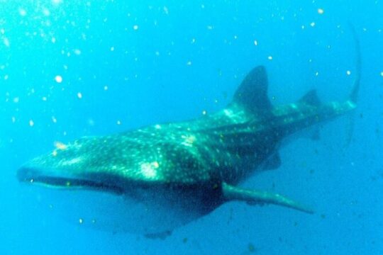 Adventure and Snorkel with the Whale Shark from Akumal or Puerto Aventuras