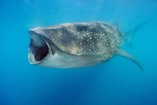 Swim with Whale Sharks & Isla Mujeres