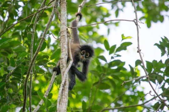 Coba & Monkey Sanctuary Punta Laguna Private Tour