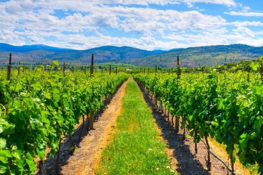 Full-Day Private Fraser Valley Wine Tour from Vancouver