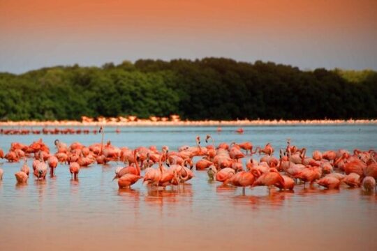 Pink Lake Lagoon and Rio Lagartos Tour from Mayan Riviera