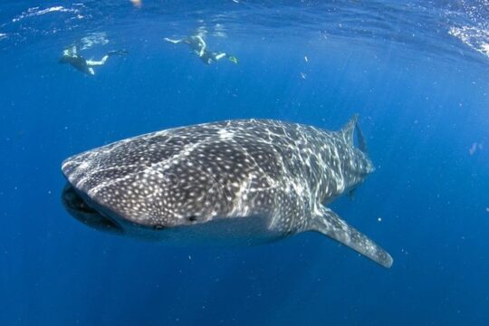 Whale shark encounter Private tour - swim with whale shark cancun