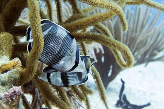 Full-Day Playa del Carmen Reef Diving Activity