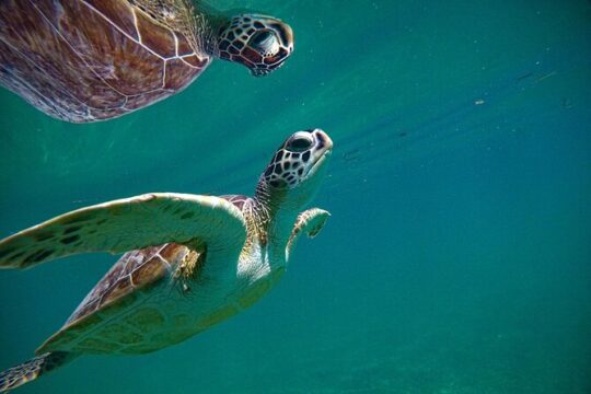 Private Sea Turtle Snorkeling on Akumal Beach