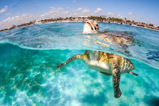 Snorkel with sea turtles in the crystal clear waters of Akumal