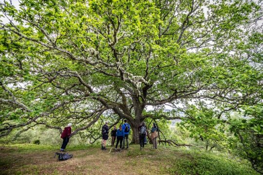 1 Hour Shared Rewilding Walking Tour at Dundreggan