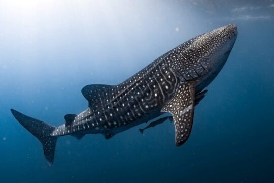 VIP Whale Shark Private Tour